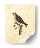 Selby Birds Vi - John Selby | Cuadro decorativo de Canvas Lab