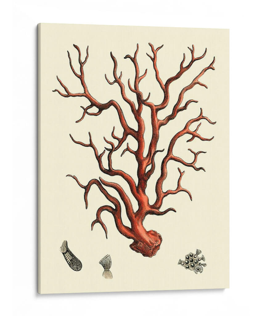 Coral Rojo I - Vision Studio | Cuadro decorativo de Canvas Lab