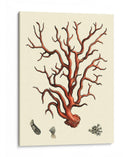 Coral Rojo I - Vision Studio | Cuadro decorativo de Canvas Lab