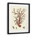Coral Rojo I - Vision Studio | Cuadro decorativo de Canvas Lab