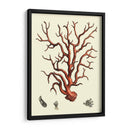 Coral Rojo I - Vision Studio | Cuadro decorativo de Canvas Lab