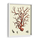 Coral Rojo I - Vision Studio | Cuadro decorativo de Canvas Lab