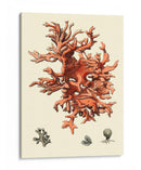 Coral Rojo Iii - Vision Studio | Cuadro decorativo de Canvas Lab