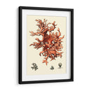 Coral Rojo Iii - Vision Studio | Cuadro decorativo de Canvas Lab