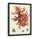 Coral Rojo Iii - Vision Studio | Cuadro decorativo de Canvas Lab