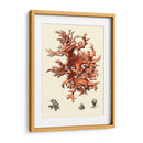 Coral Rojo Iii - Vision Studio | Cuadro decorativo de Canvas Lab