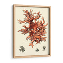 Coral Rojo Iii - Vision Studio | Cuadro decorativo de Canvas Lab