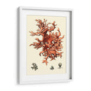 Coral Rojo Iii - Vision Studio | Cuadro decorativo de Canvas Lab