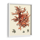 Coral Rojo Iii - Vision Studio | Cuadro decorativo de Canvas Lab