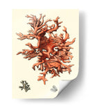 Coral Rojo Iii - Vision Studio | Cuadro decorativo de Canvas Lab