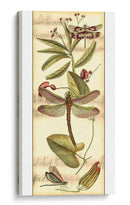 Recolección De Libélulas Ii - Vision Studio | Cuadro decorativo de Canvas Lab