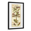 Recolección De Libélulas Ii - Vision Studio | Cuadro decorativo de Canvas Lab