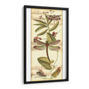 Recolección De Libélulas Ii - Vision Studio | Cuadro decorativo de Canvas Lab