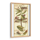 Recolección De Libélulas Ii - Vision Studio | Cuadro decorativo de Canvas Lab