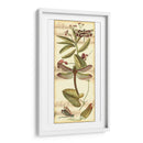 Recolección De Libélulas Ii - Vision Studio | Cuadro decorativo de Canvas Lab