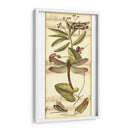 Recolección De Libélulas Ii - Vision Studio | Cuadro decorativo de Canvas Lab