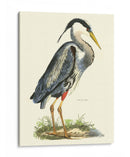 Gran Garza Azul - John Selby | Cuadro decorativo de Canvas Lab