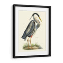 Gran Garza Azul - John Selby | Cuadro decorativo de Canvas Lab