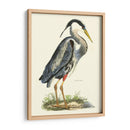 Gran Garza Azul - John Selby | Cuadro decorativo de Canvas Lab