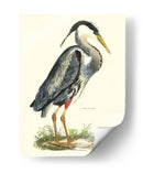 Gran Garza Azul - John Selby | Cuadro decorativo de Canvas Lab