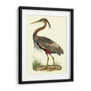 Garza Púrpura - John Selby | Cuadro decorativo de Canvas Lab