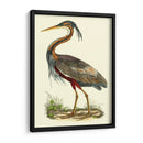 Garza Púrpura - John Selby | Cuadro decorativo de Canvas Lab