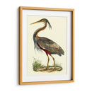 Garza Púrpura - John Selby | Cuadro decorativo de Canvas Lab