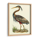 Garza Púrpura - John Selby | Cuadro decorativo de Canvas Lab