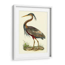 Garza Púrpura - John Selby | Cuadro decorativo de Canvas Lab