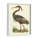 Garza Púrpura - John Selby | Cuadro decorativo de Canvas Lab