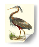 Garza Púrpura - John Selby | Cuadro decorativo de Canvas Lab