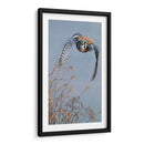 Iluminación De Pradera - Carolyn Mock | Cuadro decorativo de Canvas Lab