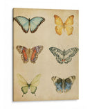 Mariposa Varietal I - Megan Meagher | Cuadro decorativo de Canvas Lab