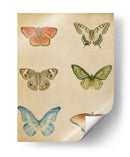 Mariposa Varietal Ii - Megan Meagher | Cuadro decorativo de Canvas Lab