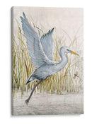 Heron Sanctuary I - Tim OToole | Cuadro decorativo de Canvas Lab