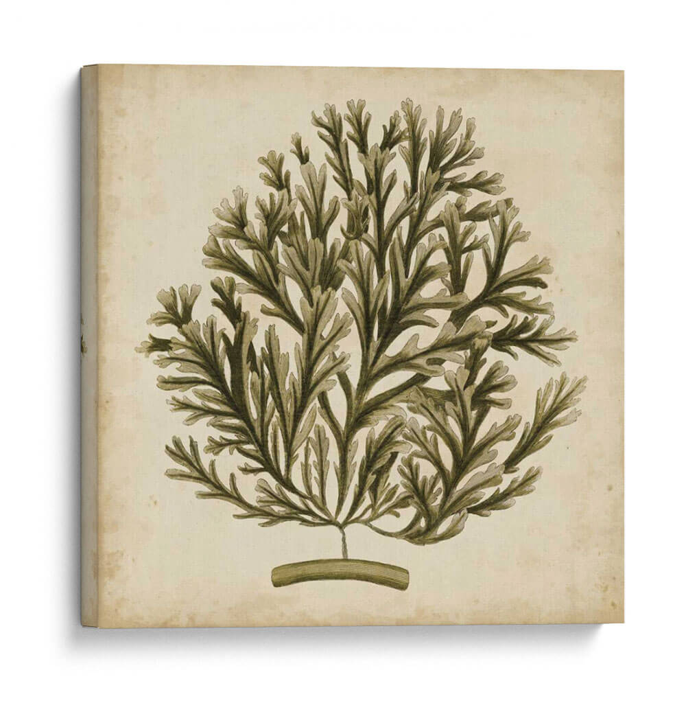 Algas Vintage I - Georg C. Oeder | Cuadro decorativo de Canvas Lab