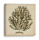 Algas Vintage I - Georg C. Oeder | Cuadro decorativo de Canvas Lab