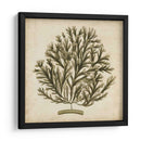 Algas Vintage I - Georg C. Oeder | Cuadro decorativo de Canvas Lab
