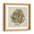 Algas Vintage I - Georg C. Oeder | Cuadro decorativo de Canvas Lab