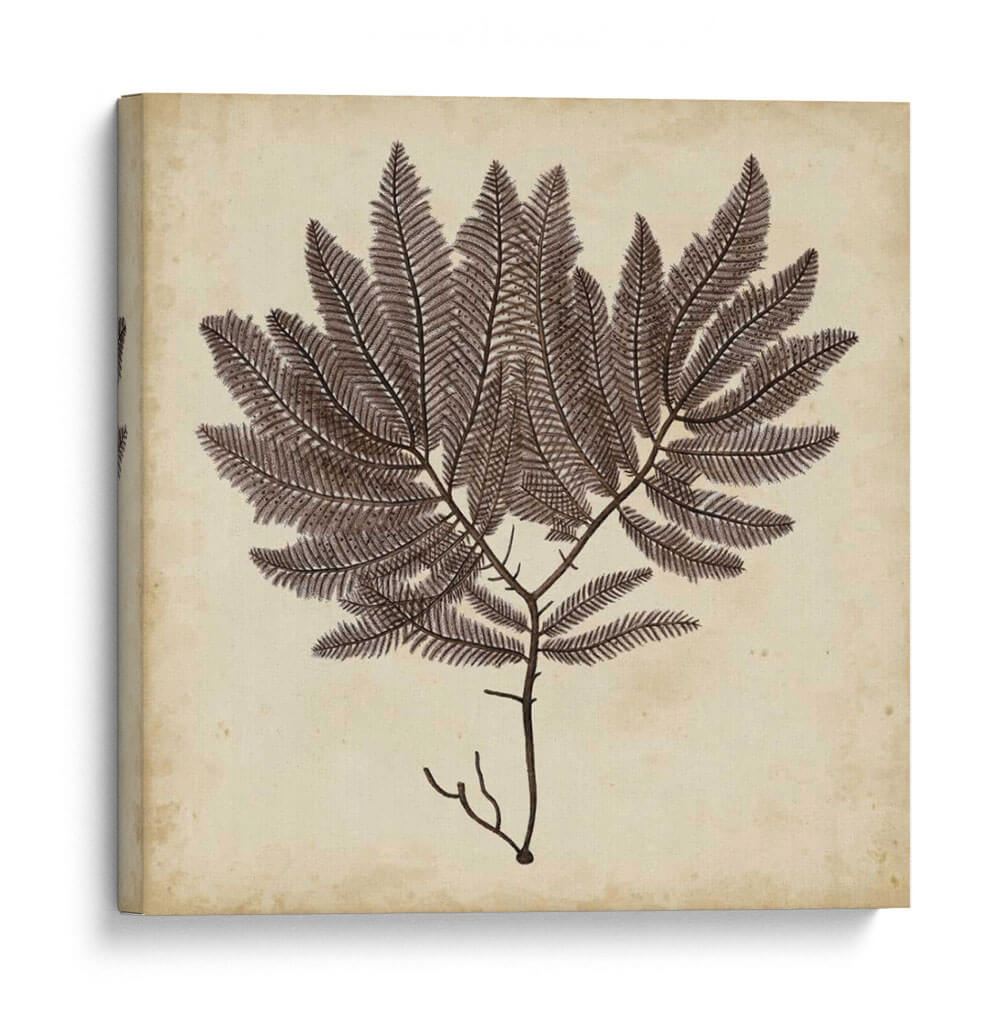 Algas Vintage Ii - Georg C. Oeder | Cuadro decorativo de Canvas Lab