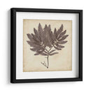 Algas Vintage Ii - Georg C. Oeder | Cuadro decorativo de Canvas Lab