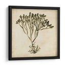 Algas Vintage Iv - Georg C. Oeder | Cuadro decorativo de Canvas Lab