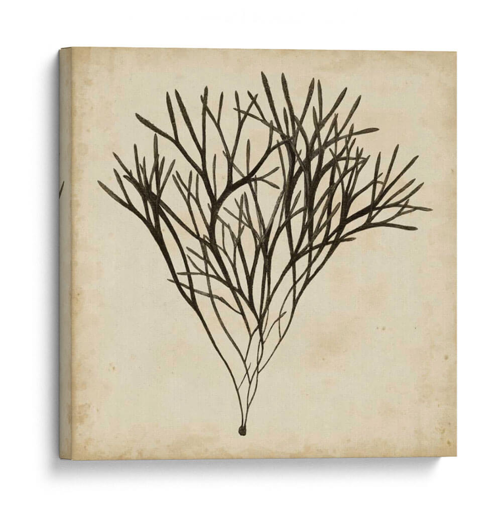 Algas Vintage V - Georg C. Oeder | Cuadro decorativo de Canvas Lab