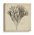 Algas Vintage V - Georg C. Oeder | Cuadro decorativo de Canvas Lab