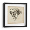 Algas Vintage V - Georg C. Oeder | Cuadro decorativo de Canvas Lab