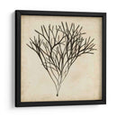 Algas Vintage V - Georg C. Oeder | Cuadro decorativo de Canvas Lab