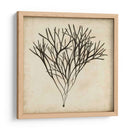 Algas Vintage V - Georg C. Oeder | Cuadro decorativo de Canvas Lab