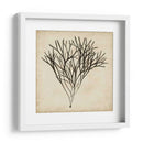 Algas Vintage V - Georg C. Oeder | Cuadro decorativo de Canvas Lab