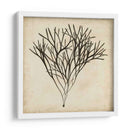 Algas Vintage V - Georg C. Oeder | Cuadro decorativo de Canvas Lab