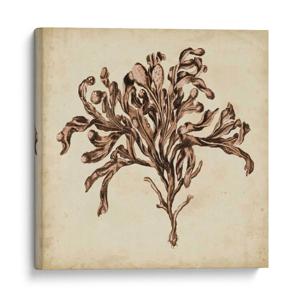 Algas Vintage Vi - Georg C. Oeder | Cuadro decorativo de Canvas Lab